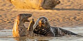 "Frankreich, Pas de Calais, Authie-Bucht, Berck sur Mer, Kegelrobbenspiele (Halichoerus grypus), zu Beginn des Herbstes ist es üblich, Kegelrobben zu beobachten, die untereinander einen Kampf simulieren; dies ist auch ein Zeichen dafür, dass sich die Paarungszeit nähert"