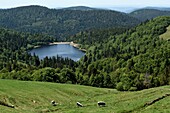 France, Vosges, Hautes Vosges, to Le Hohneck, Route des Cretes, pastures, Vosges cows, lake la Lande\n