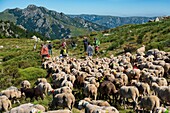 France, Ardeche, parc naturel régional des Monts d'Ardeche (Regional natural reserve of the Mounts of Ardeche), La Souche, transhumance on the Tanargue Massif, view of the Rocher d'Abraham\n