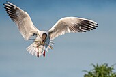 France, Somme, Bay of the Somme, Crotoy Marsh, Le Crotoy, every year a colony of black-headed gulls (Chroicocephalus ridibundus - Black-headed Gull) settles on the islets of the Crotoy marsh to nest and reproduce , the birds carry the branches for the construction of the nest\n