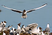 France, Somme, Baie de Somme, Le Crotoy, March of Le Crotoy, at spring the colony of black-headed gulls (Chroicocephalus ridibundusl) settles on the islets of the marsh ponds, gulls bring materials to build a rough nest and landings are the occasion for many battles and spats\n