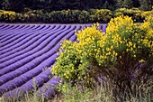 France, Vaucluse, Aurel, broom and lavender field in bloom\n