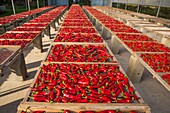 France, Pyrenees Atlantique, Basque Country, Ustaritz, exploitation of Espelette peppers\n