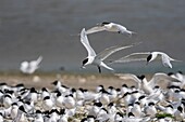 France, Somme, Baie de Somme, Cayeux sur Mer, the Hable d'Ault regularly hosts a colony of Sandwich Terns (Thalasseus sandvicensis ) for the breeding season\n