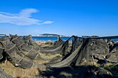France, Herault, Meze, sun dried fishing nets with Mont Saint Clair in the background\n