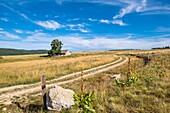 France, Haute-Loire, surroundings of Chanaleilles along the Via Podiensis, one of the French pilgrim routes to Santiago de Compostela or GR 65, buron du Sauvage\n