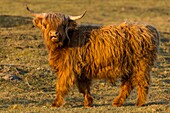 France, Somme, Somme Bay, Crotoy Marsh, Le Crotoy, Highland Cattle (Scottish cow) for marsh maintenance and eco grazing\n