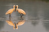 France, Somme, Somme Bay, Le Crotoy, Crotoy Marsh, Spoonbill (Platalea leucorodia Eurasian Spoonbill), grooming session in common and mutual to maintain social bonds\n