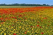 Frankreich, Somme, Somme-Bucht, Saint-Valery-sur-Somme, Die Mohnfelder zwischen Saint-Valery-sur-Somme und Pendé sind zu einer echten Touristenattraktion geworden und viele Menschen kommen, um dort zu fotografieren