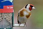 France, Doubs, bird, Goldfinch (Carduelis carduelis) at the sunflower feeder\n