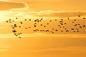 France, Somme, Somme Bay, Natural Reserve of the Somme Bay, Le Crotoy, Beaches of the Maye, Flight of Common Shelduck (Tadorna tadorna) at sunset\n