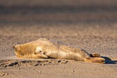 Frankreich, Pas de Calais, Opalküste, Berck sur Mer, Seehund (Phoca vitulina), Seehunde sind heute eine der Haupttouristenattraktionen in der Somme-Bucht und an der Opalküste