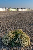 France, Somme, Baie de Somme, Cayeux sur Mer, Sea cabbage (Crambe maritima) on the pebble cord\n