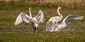 France, Somme, Baie de Somme, Le Crotoy, Mute Swan (Cygnus olor - Mute Swan) defending its territory while a group of young swans landed on the pond where he made his nest\n