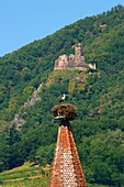 France, Haut Rhin, the Alsace Wine Route, Ribeauville, Stork tower (Tour des Cigognes) with a nest of White Stork (Ciconia ciconia, in the background Girsberg Castle\n