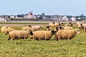 "France, Somme, Somme Bay, Saint Valery sur Somme, Cape Hornu, Sheeps in salted meadows facing Le Crotoy; foreshore sheep are a Controlled Origin Appellation (COA) with the obligation to graze halophilic plants several months of the year"\n