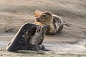 Frankreich, Pas de Calais, Authie-Bucht, Berck sur Mer, Kegelrobbenspiele (Halichoerus grypus), zu Beginn des Herbstes ist es üblich, die Kegelrobben zu beobachten, wie sie in einer Kampfsimulation miteinander spielen, dies ist auch ein Zeichen dafür, dass die Paarungszeit naht