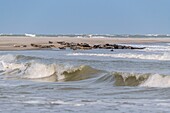 Frankreich, Somme, Somme-Bucht, Le Hourdel, Die Hourdel-Robbenkolonie auf der Sandbank, während starke Wellen sie überfluten