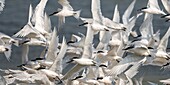 France, Somme, Baie de Somme, Cayeux sur Mer, the Hable d'Ault regularly hosts a colony of Sandwich Terns (Thalasseus sandvicensis ) for the breeding season, here a raptor causes the flight of all the birds\n