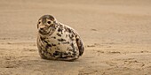 France, Pas de Calais, Authie Bay, Berck sur Mer, Grey seals (Halichoerus grypus), at low tide the seals rest on the sandbanks from where they are chased by the rising tide\n