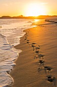 France, Somme, Baie de Somme, Le Hourdel, Footsteps on the Hourdel beach in the Baie de Somme in the early morning\n