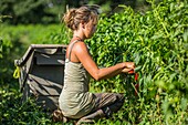 France, Pyrenees Atlantique, Basque Country, Ustaritz, exploitation of Espelette peppers\n