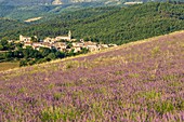 Frankreich, Drôme, Regionaler Naturpark Baronnies Provençal, Saint-Auban-sur-l'Ouvèze, das Dorf und das Lavendelfeld