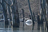 France, Haut Rhin, Small Alsatian Camargue, Mute Swan (Cignus olor) swimming in a wooded marsh\n