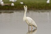 Frankreich, Somme, Baie de Somme, Le Crotoy, Crotoy Marsh, Silberreiher (Ardea alba) beim Fangen eines Fisches