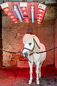 Frankreich, Oise, Chantilly, Schloss Chantilly, die Großen Ställe, Ponys trocknen nach der Toilette infra-rot