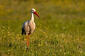 France, Somme, Somme Bay, Le Crotoy, Crotoy Marsh, White Stork (Ciconia ciconia)\n