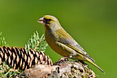 France, Doubs, bird, Greenfinch (Carduelis chloris) on a pine cone\n