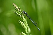 France, Territoire de Belfort, Foussemagne, pond of the Marniere, dragonfly (Coenagrion puella), male eating a prey\n