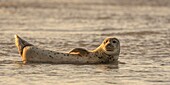 Frankreich, Pas de Calais, Authie Bay, Berck sur Mer, Seehund (Phoca vitulina), bei Ebbe ruhen sich die Seehunde auf den Sandbänken aus, von wo sie von der steigenden Flut gejagt werden