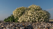 France, Somme, Baie de Somme, Cayeux sur Mer, Sea cabbage (Crambe maritima) on the pebble cord\n