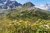 Frankreich, Hautes Alpes, Blick auf den Ecrin National Prak vom Alpin Garden des Lautaret-Passes