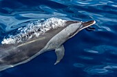 France, Caribbean, Lesser Antilles, Guadeloupe, Basse-Terre, Bouillante, Malendure, Pantropical Spotted Dolphin (Stenella attenuata) in the Cousteau Marine Nature Reserve, heart of the Guadeloupe National Park\n