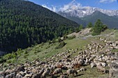 France, Hautes Alpes, Ceillac, Queyras Regional Nature Park, flock of sheep and Pointe de la Saume peak 3043 m\n