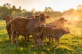 Frankreich, Ardennen, Carignan, Limousin-Kuh beim Grasen vor einem Haufen rauchender Gülle am frühen Morgen