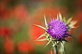 France, Bouches du Rhône, Aix-en-Provence, Grand Site Sainte-Victoire, Beaurecueil, a bee forages the flower of a thistle in a field of poppy\n
