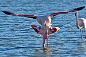 France, Bouches du Rhone, Camargue, Pont de Gau reserve, Pink flamingos (Phoenicopterus roseeus), mating\n