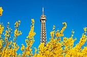 France, Paris, area listed as World Heritage by UNESCO, the Champ de Mars and the Eiffel Tower in spring\n