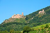 Frankreich, Haut Rhin, Elsässer Weinstraße, Ribeauville, Schloss Saint Ulrich und Schloss Girsberg