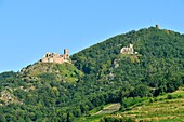 France, Haut Rhin, Alsace Wine Road, Ribeauville, Saint Ulrich Castle and Girsberg Castle\n