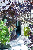 France, Hérault, Pic Saint -Loup, Story :  Indian summer in Cévennes countryside \n