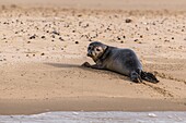 Frankreich, Somme, Baie de Somme, Le Hourdel, ein junger Seehund (Phoca vitulina) legt sich zum Schlafen auf die vor den Wellen geschützte Sandbank