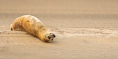 Frankreich, Pas de Calais, Opalküste, Berck sur Mer, Seehund (Phoca vitulina), Seehunde sind heute eine der Haupttouristenattraktionen in der Somme-Bucht und an der Opalküste