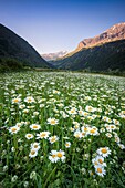 Frankreich, Hautes Alpes, Nationalpark Ecrins, Champsaur, Tal des Drac Noir, Prapic, Blumenbeet der Max Chrysantheme (Leucanthemum vulgare)