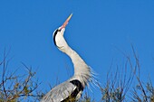 France, Bouches du Rhone, Camargue, Saintes Maries de la Mer, Gray Heron (Ardea cinerea)\n