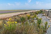 Frankreich, Somme, Somme-Bucht, Naturschutzgebiet der Somme-Bucht, Landschaften der Somme-Bucht mit Blumen
